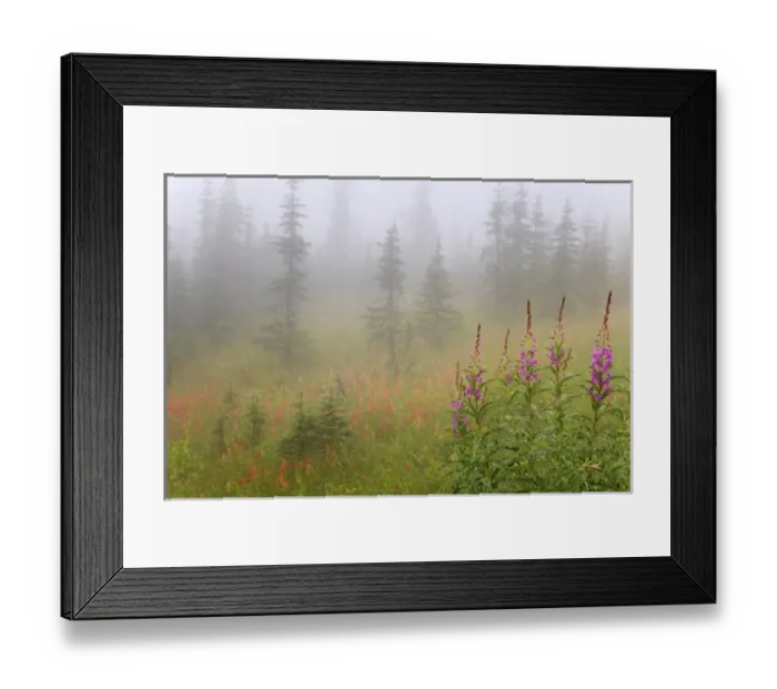 Framed Print : Canada, British Columbia, Revelstoke National Park. Misty meadow scenic. Credit as Framed Print : Canada, British Columbia, Revelstoke National Park. Misty meadow scenic. Credit as