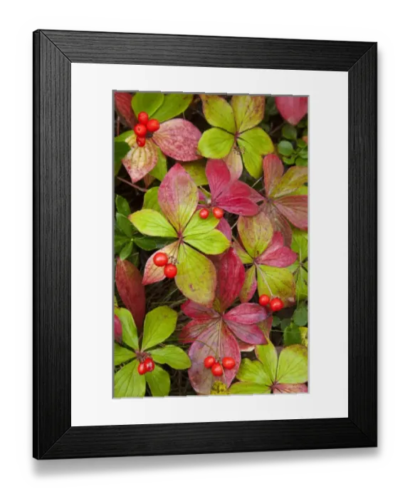Framed Print : Canada, British Columbia, Mount Robson Provincial Park. Close-up of bunchberry leaves Framed Print : Canada, British Columbia, Mount Robson Provincial Park. Close-up of bunchberry leaves