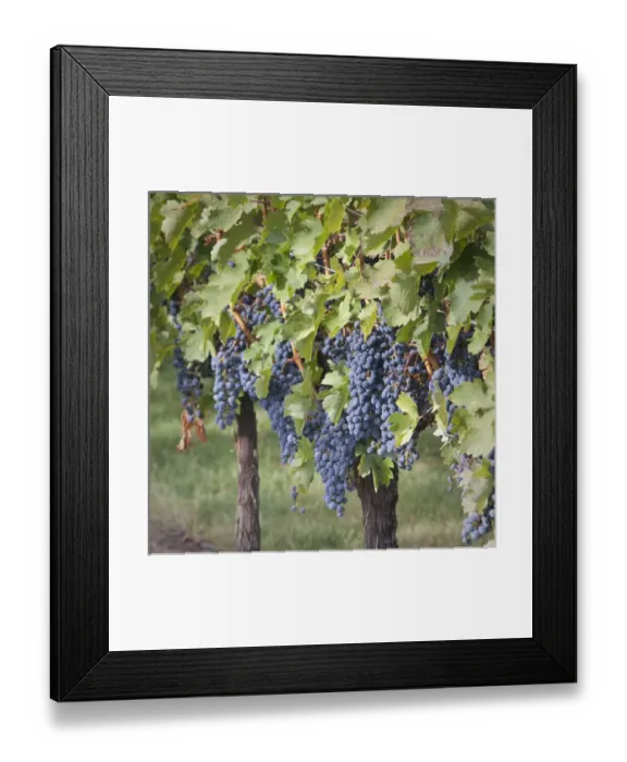 Framed Print : Canada, British Columbia, Osoyoos. View of purple grapes in vinyards