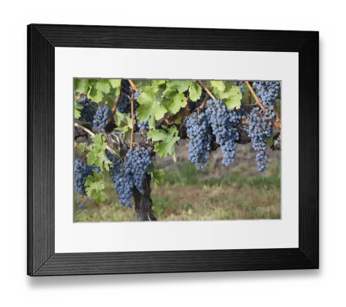 Framed Print : Canada, British Columbia, Osoyoos. View of purple grapes in vinyards