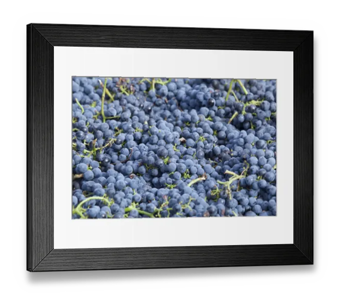 Framed Print : Canada, British Columbia, Osoyoos. Freshly picked purple grapes