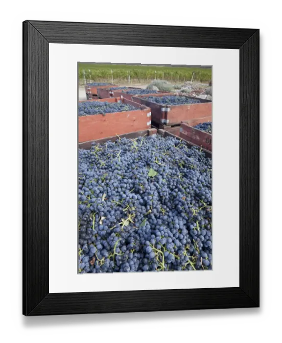 Framed Print : Canada, British Columbia, Osoyoos. Freshly picked purple grapes in wooden bins. Credit as