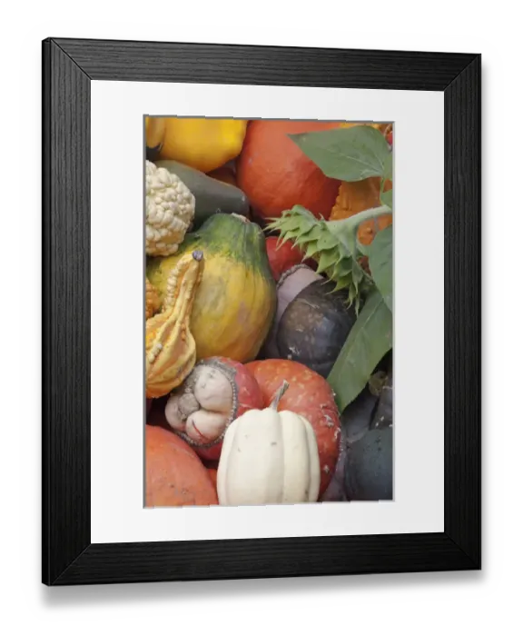 Framed Print : Canada, British Columbia, Keremeos. Colorful winter squash in Parsons Fruit Stand