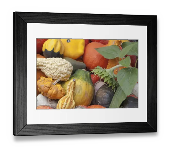 Framed Print : Canada, British Columbia, Keremeos. Colorful winter squash in Parsons Fruit Stand