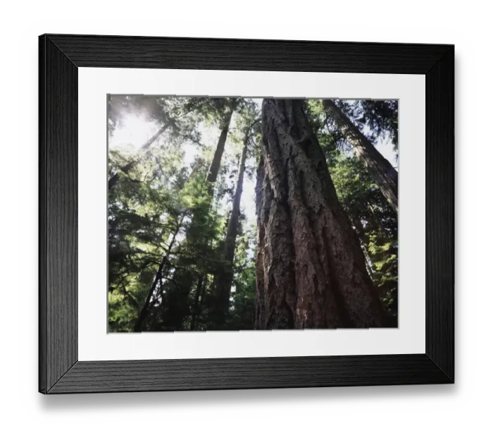 Framed Print : CTF-1052. Canada, Vancouver Island. This old-growth Douglas Fir tree is Framed Print : CTF-1052. Canada, Vancouver Island. This old-growth Douglas Fir tree is
