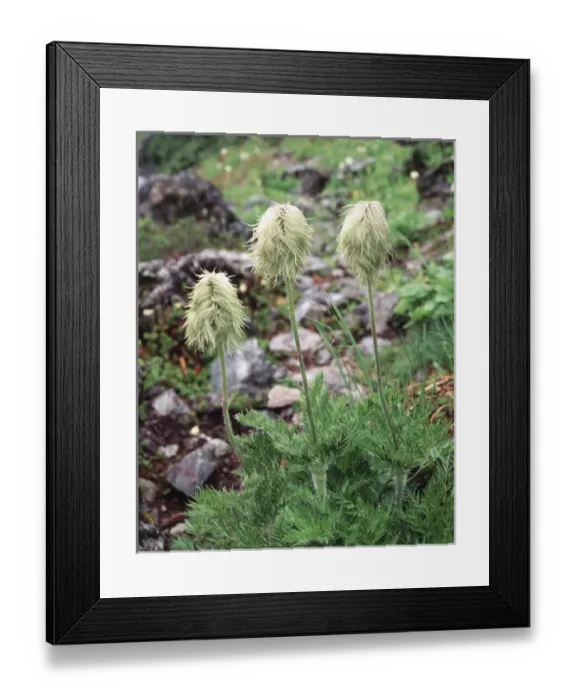 Framed Print : CTF-0898. Canada, British Columbia. Wildflowers in the Forest Framed Print : CTF-0898. Canada, British Columbia. Wildflowers in the Forest