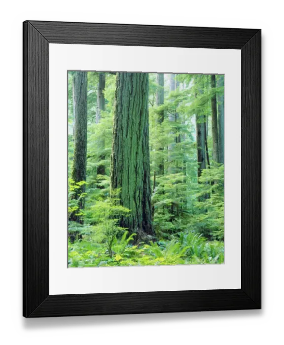 Framed Print : Canada, Vancouver Island, Old Growth Douglas Fir Tree some 600 years or more old Framed Print : Canada, Vancouver Island, Old Growth Douglas Fir Tree some 600 years or more old