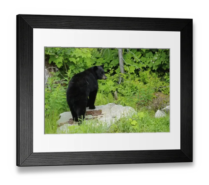 Framed Print : Canada, British Columbia, Pemberton. American black bear at edge of forest. Credit as Framed Print : Canada, British Columbia, Pemberton. American black bear at edge of forest. Credit as