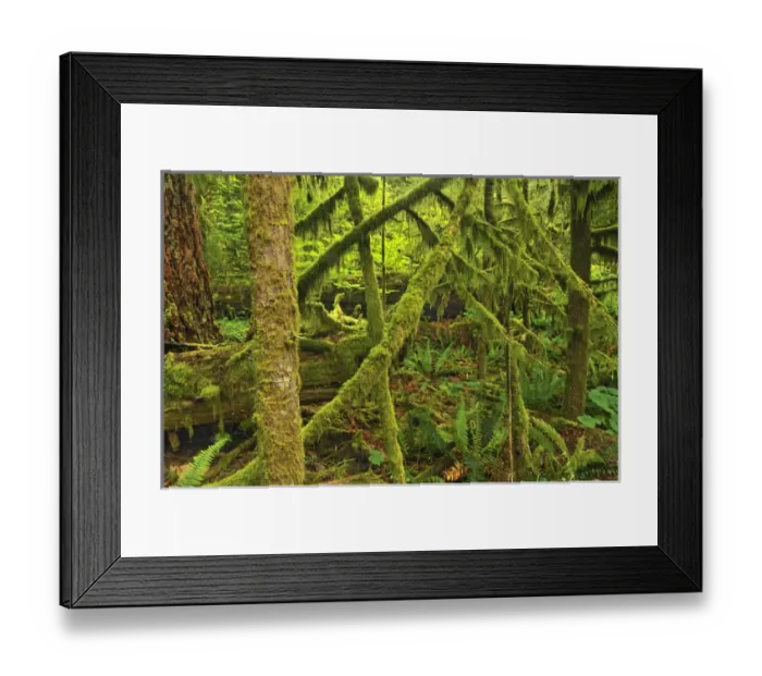Framed Print : Canada, British Columbia, McMillan Provincial Park Framed Print : Canada, British Columbia, McMillan Provincial Park