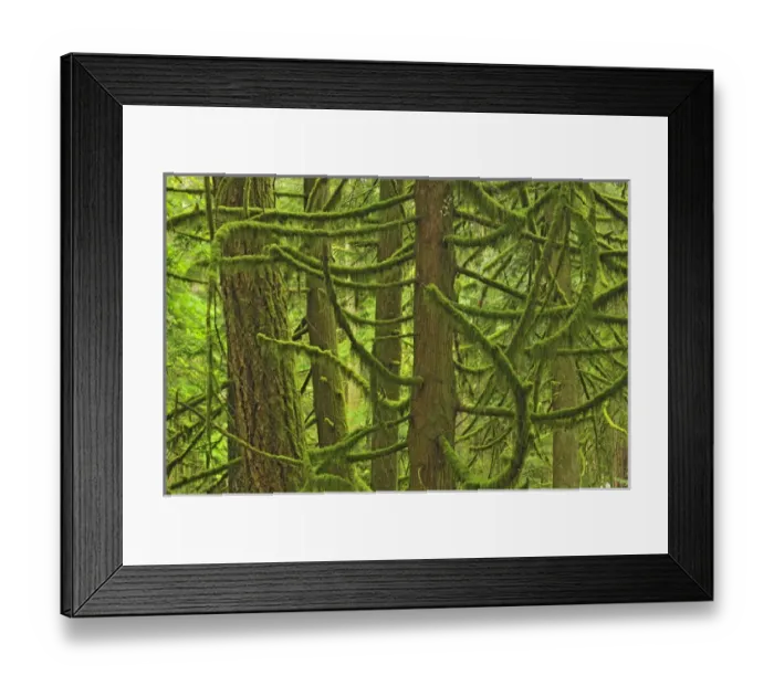 Framed Print : Canada, British Columbia, McMillan Provincial Park Framed Print : Canada, British Columbia, McMillan Provincial Park