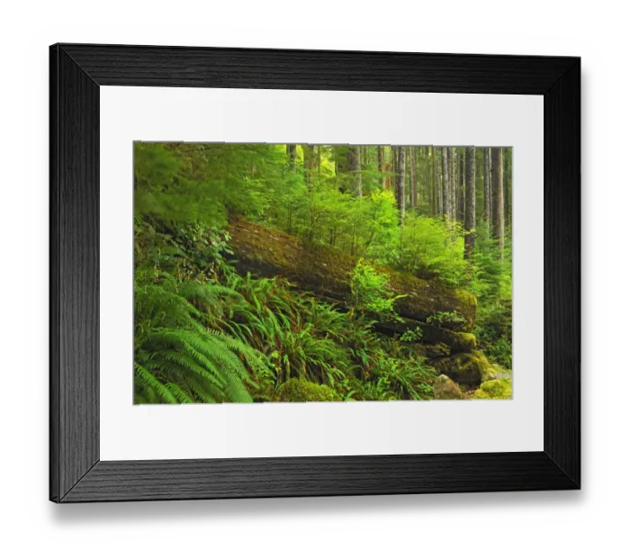 Framed Print : Canada, British Columbia, Carmanah-Walbran Provincial Park Framed Print : Canada, British Columbia, Carmanah-Walbran Provincial Park