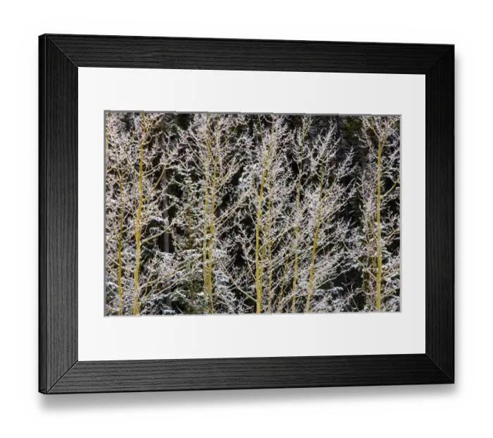 Framed Print : Canada, British Columbia, Mt. Robson Provincial Park. Hoarfrost on aspen trees Framed Print : Canada, British Columbia, Mt. Robson Provincial Park. Hoarfrost on aspen trees
