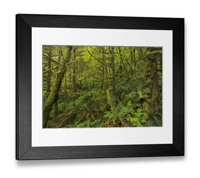 Framed Print : Canada, British Columbia, Golden Ears Provincial Park. Lush growth in coastal rain forest