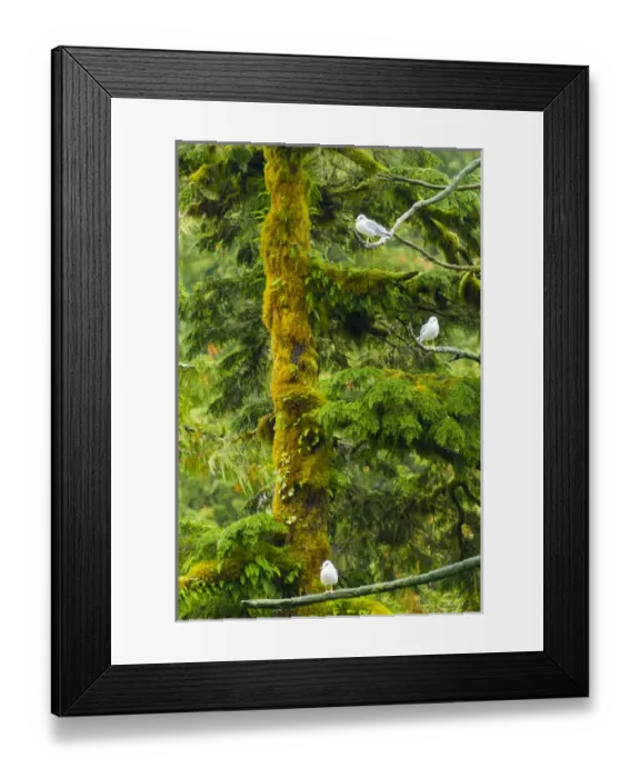 Framed Print : Canada, British Columbia, Inside Passage Framed Print : Canada, British Columbia, Inside Passage