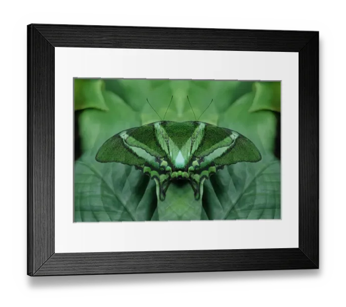 Framed Print : Canada, Victoria, Victoria Butterfly Gardens. Green butterfly montage. Credit as Framed Print : Canada, Victoria, Victoria Butterfly Gardens. Green butterfly montage. Credit as