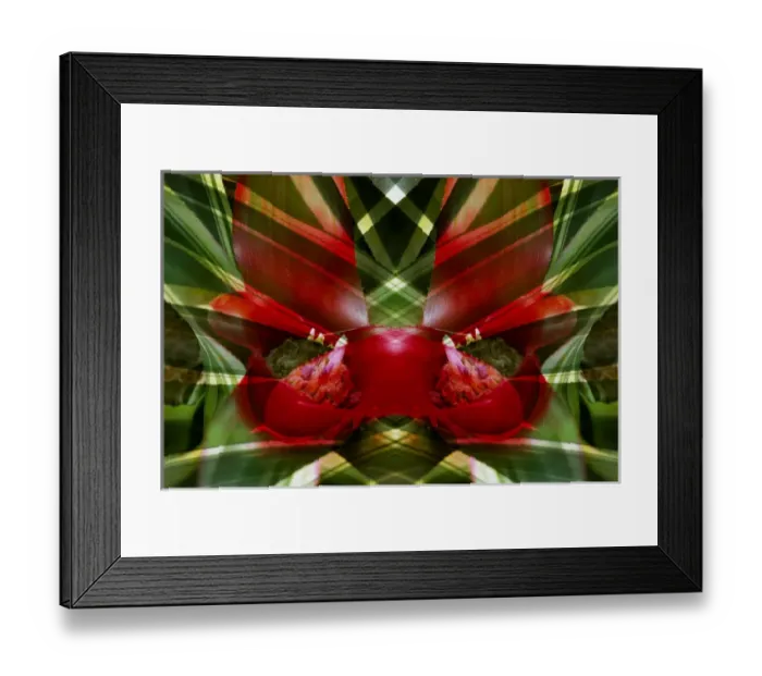 Framed Print : Canada, Victoria. Montage of bromeliad flower at Victoria Butterfly Gardens. Credit as Framed Print : Canada, Victoria. Montage of bromeliad flower at Victoria Butterfly Gardens. Credit as