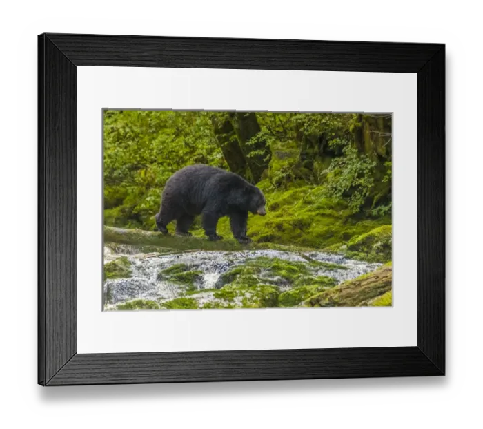 Framed Print : Canada, British Columbia, Inside Passage. Black bear fishing on Qua Creek. Credit as