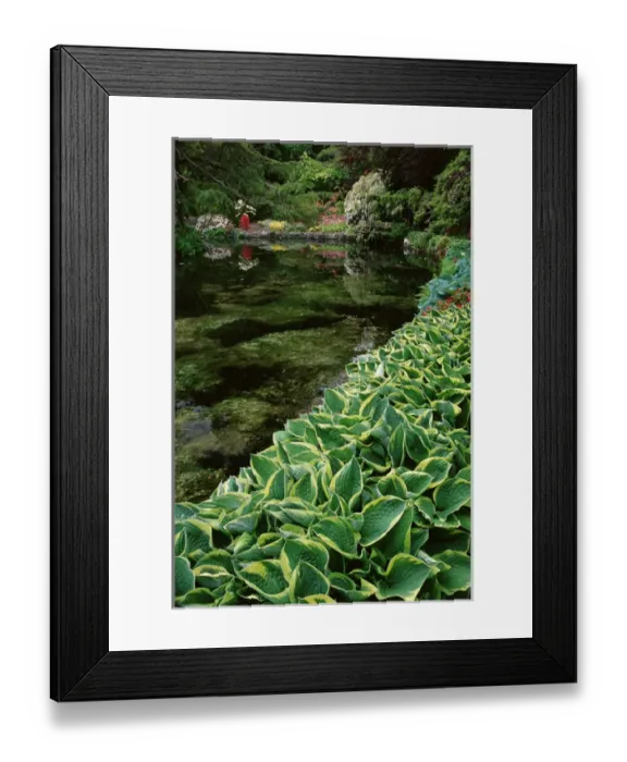 Framed Print : Canada, British Columbia, Victoria. Japanese Garden at Hatley Gardens. Credit as Framed Print : Canada, British Columbia, Victoria. Japanese Garden at Hatley Gardens. Credit as