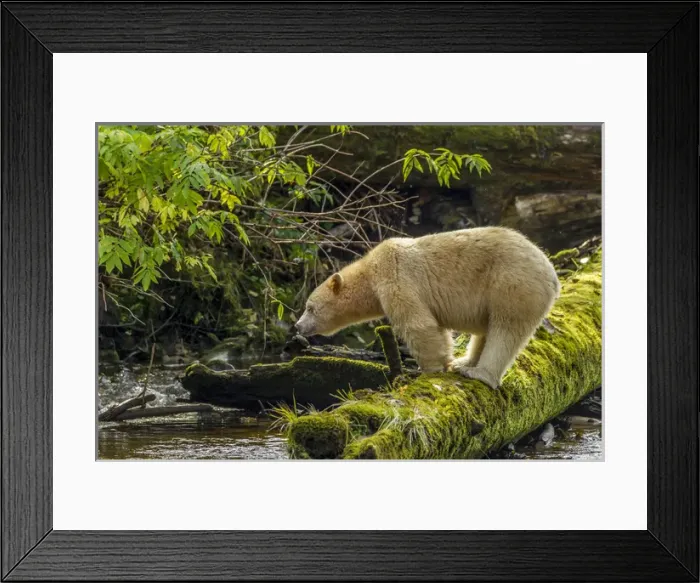 Framed Print : Canada, British Columbia, Inside Passage. White Spirit Bear hunts for fish on Riordan Creek Framed Print : Canada, British Columbia, Inside Passage. White Spirit Bear hunts for fish on Riordan Creek