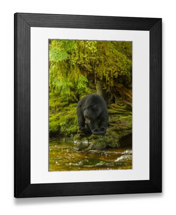Framed Print : Canada, British Columbia, Inside Passage. Black bear fishing on Qua Creek. Credit as Framed Print : Canada, British Columbia, Inside Passage. Black bear fishing on Qua Creek. Credit as