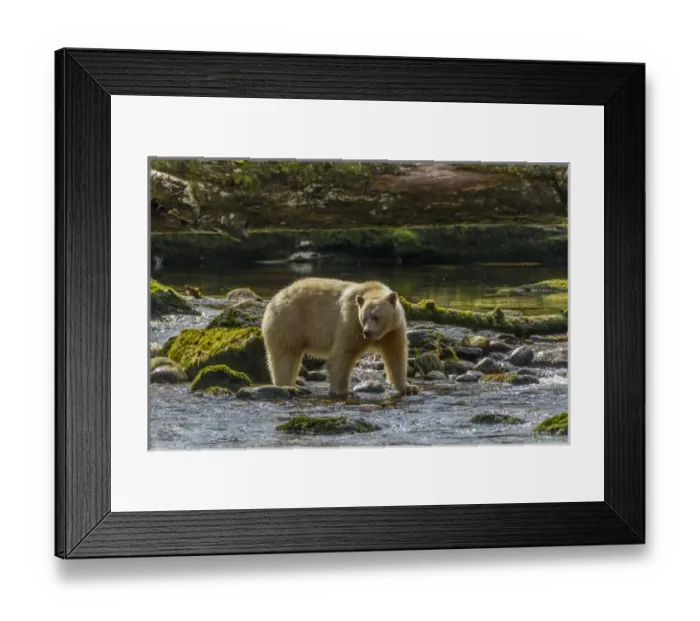 Framed Print : Canada, British Columbia, Inside Passage. White Spirit Bear hunts for fish on Riordan Creek Framed Print : Canada, British Columbia, Inside Passage. White Spirit Bear hunts for fish on Riordan Creek