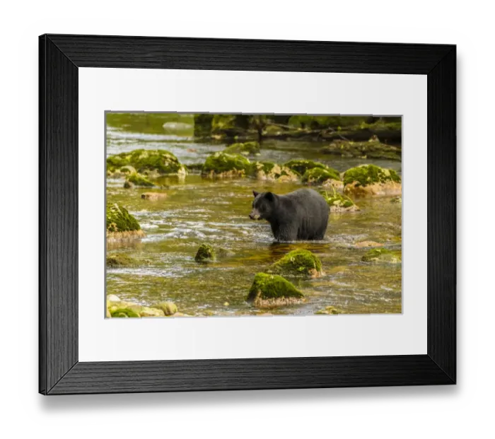 Framed Print : Canada, British Columbia, Inside Passage. Black bear fishing for salmon on Qua Creek Framed Print : Canada, British Columbia, Inside Passage. Black bear fishing for salmon on Qua Creek