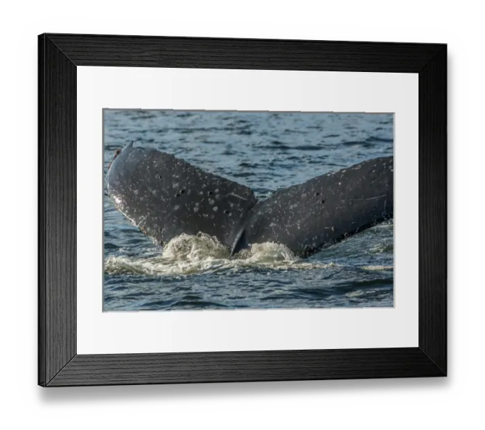 Framed Print : Canada, British Columbia, Inside Passage Framed Print : Canada, British Columbia, Inside Passage