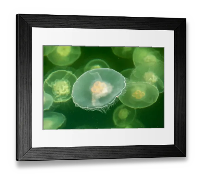 Framed Print : Canada, British Columbia, Inside Passage. Moon jelly fish at Hakai Beach Institute Framed Print : Canada, British Columbia, Inside Passage. Moon jelly fish at Hakai Beach Institute