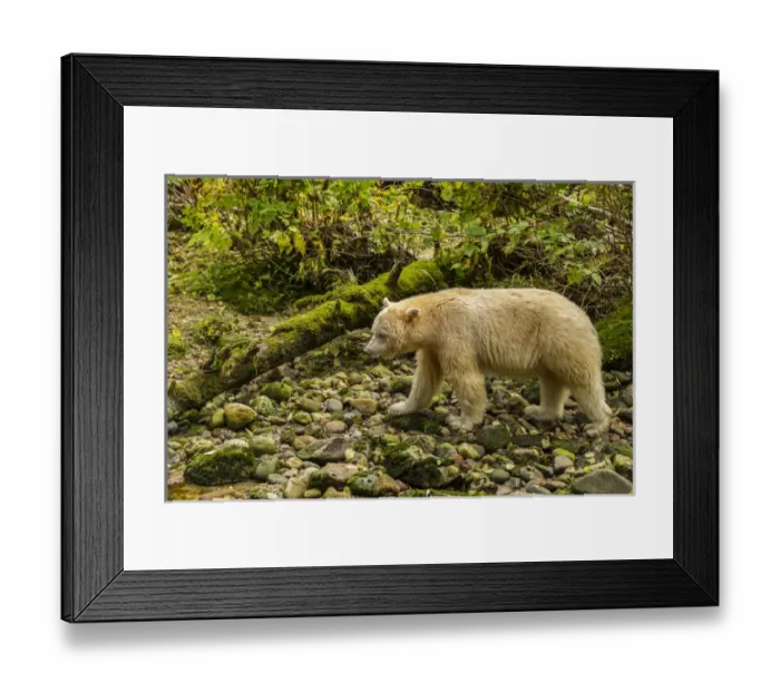 Framed Print : Canada, British Columbia, Inside Passage. White Spirit Bear hunts for fish along Riordan Creek Framed Print : Canada, British Columbia, Inside Passage. White Spirit Bear hunts for fish along Riordan Creek