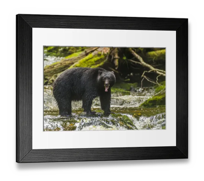 Framed Print : Canada, British Columbia, Inside Passage. Black bear fishing on Qua Creek. Credit as Framed Print : Canada, British Columbia, Inside Passage. Black bear fishing on Qua Creek. Credit as
