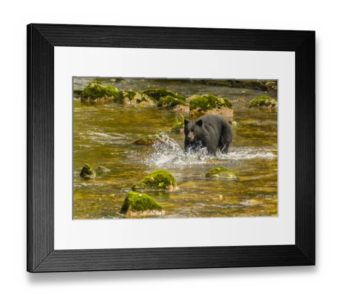 Framed Print : Canada, British Columbia, Inside Passage. Black bear fishing for salmon on Qua Creek Framed Print : Canada, British Columbia, Inside Passage. Black bear fishing for salmon on Qua Creek