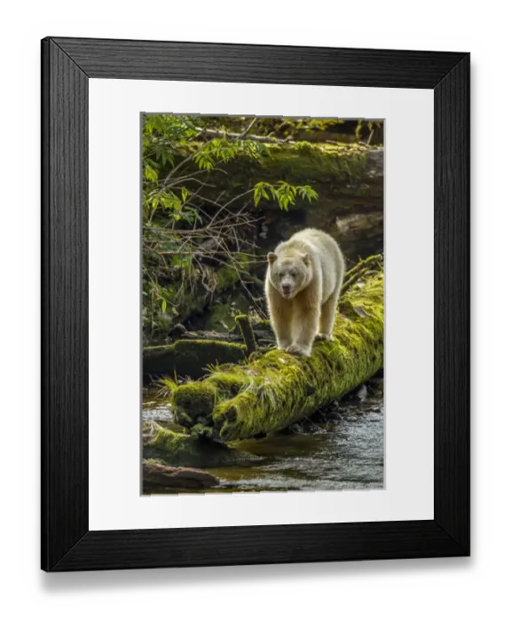 Framed Print : Canada, British Columbia, Inside Passage. White Spirit Bear hunts for fish on Riordan Creek Framed Print : Canada, British Columbia, Inside Passage. White Spirit Bear hunts for fish on Riordan Creek