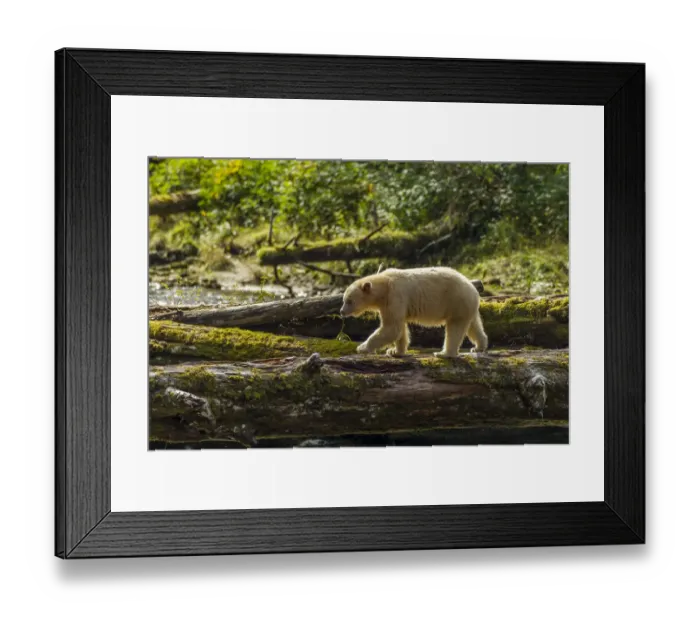 Framed Print : Canada, British Columbia, Inside Passage. White Spirit Bear hunts for fish on Riordan Creek Framed Print : Canada, British Columbia, Inside Passage. White Spirit Bear hunts for fish on Riordan Creek
