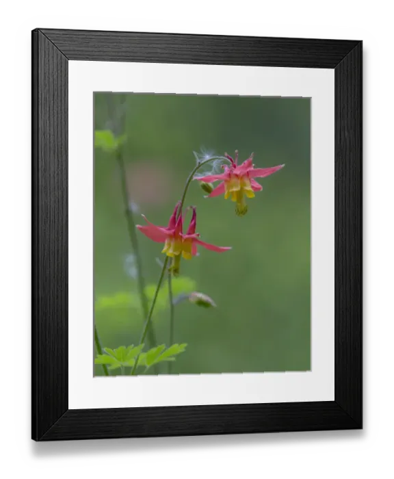 Framed Print : Canada, British Columbia. Sitka columbine flower