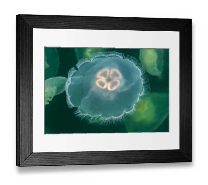 Framed Print : Canada, British Columbia, Inside Passage. Moon jelly fish at Hakai Beach Institute
