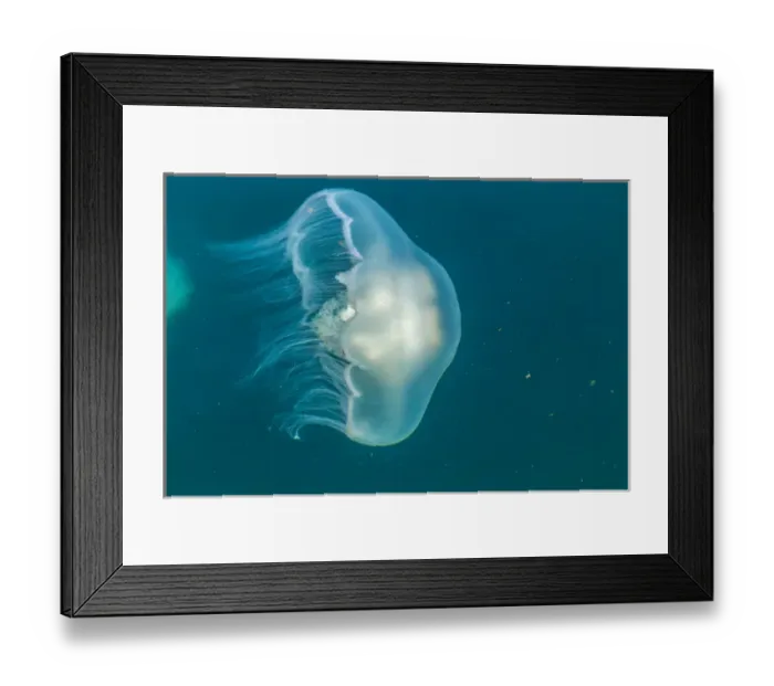 Framed Print : Canada, British Columbia, Inside Passage. Moon jelly fish at Hakai Beach Institute Framed Print : Canada, British Columbia, Inside Passage. Moon jelly fish at Hakai Beach Institute