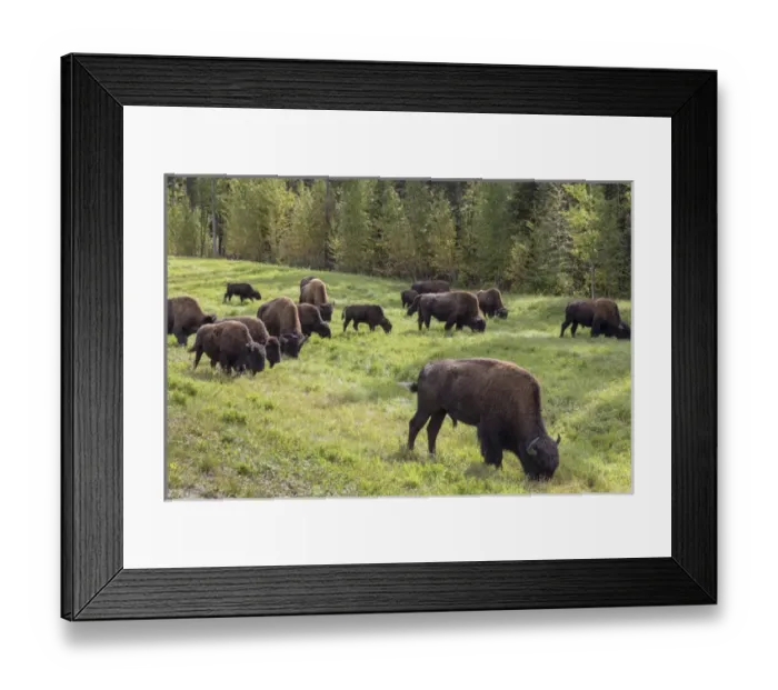 Framed Print : Canada, British Columbia. Bison grazing on grass Framed Print : Canada, British Columbia. Bison grazing on grass