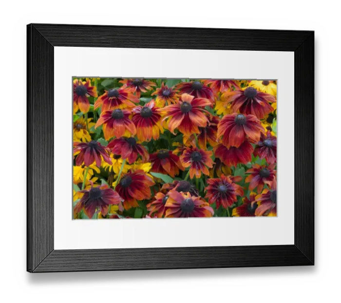 Framed Print : Canada, British Columbia, Chetwynd. Close-up of rudbeckia flowers