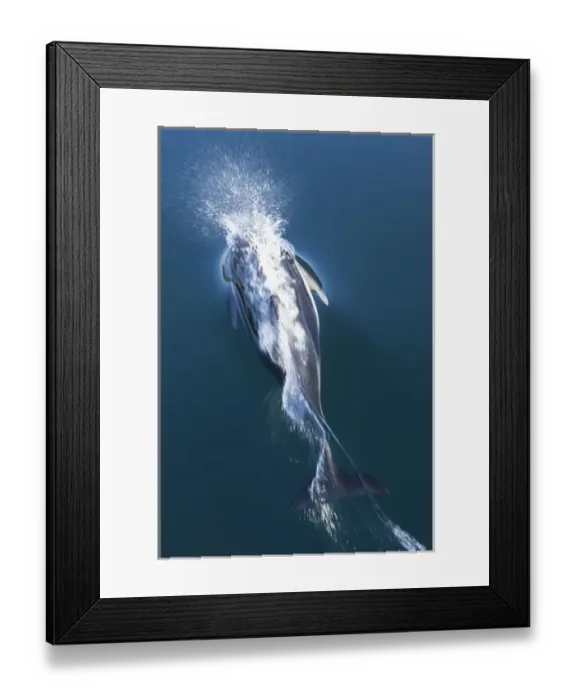 Framed Print : British Columbia. Pacific white-sided dolphins (Lagenorhynchus obliquidens) play