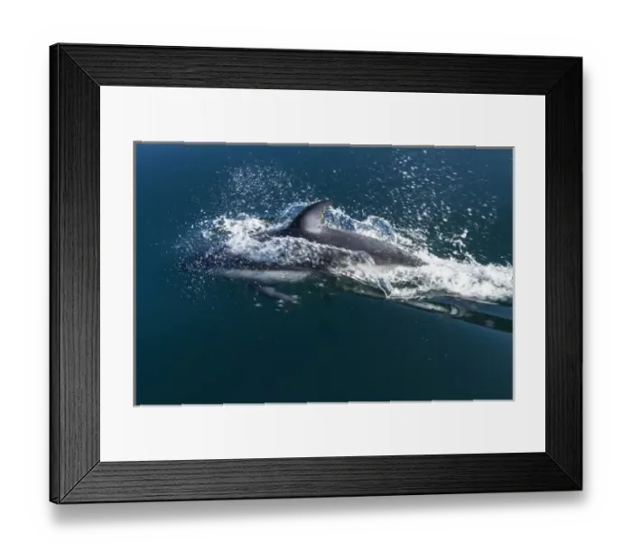 Framed Print : British Columbia. Pacific white-sided dolphins (Lagenorhynchus obliquidens) play Framed Print : British Columbia. Pacific white-sided dolphins (Lagenorhynchus obliquidens) play