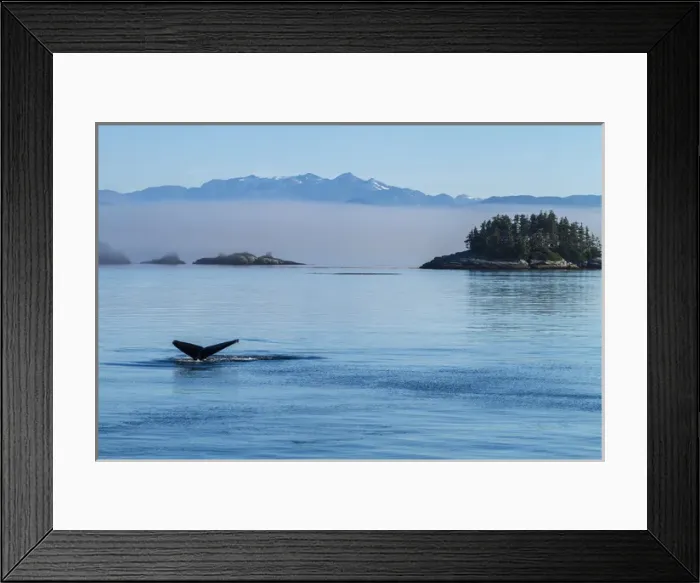 Framed Print : Canada, British Columbia. Humpback whales tale as it dives in the waters of Framed Print : Canada, British Columbia. Humpback whales tale as it dives in the waters of