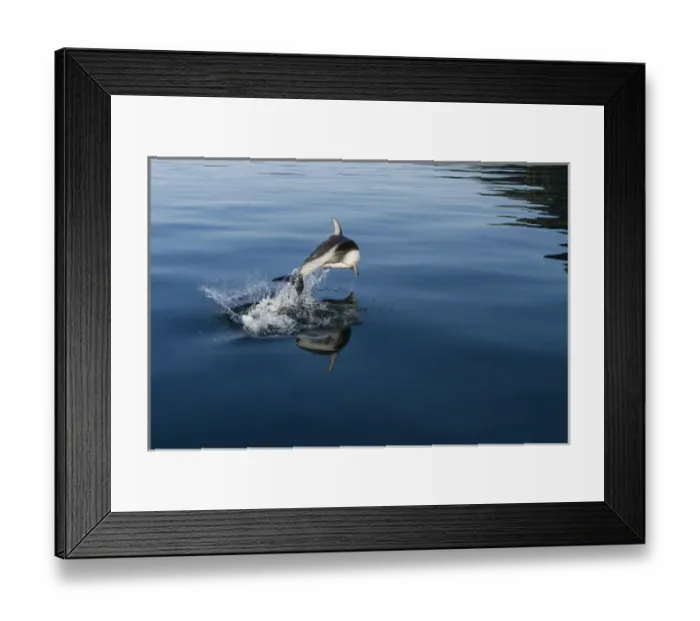 Framed Print : British Columbia. Pacific white-sided dolphins (Lagenorhynchus obliquidens) play Framed Print : British Columbia. Pacific white-sided dolphins (Lagenorhynchus obliquidens) play