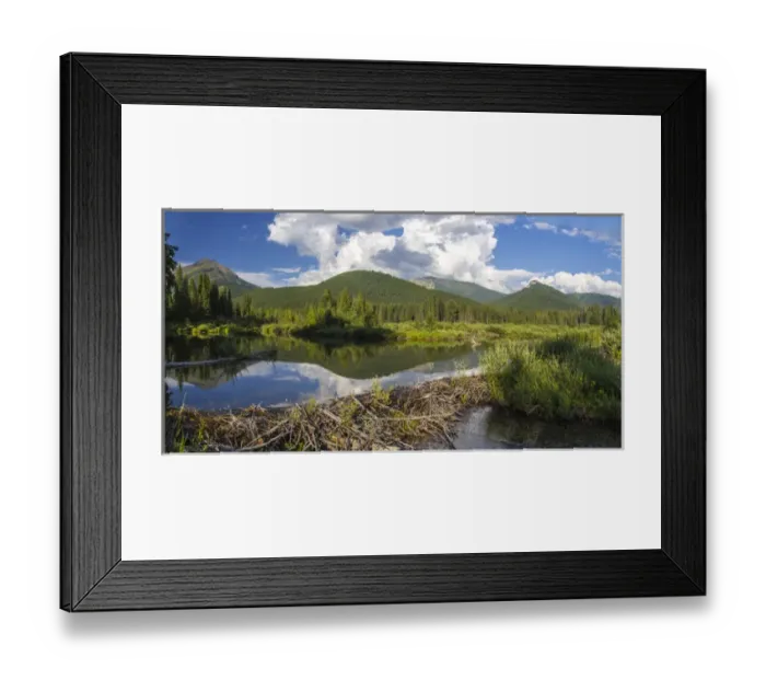 Framed Print : Beaver pond along the Flathead River near Fernie, British Columbia, Canada Framed Print : Beaver pond along the Flathead River near Fernie, British Columbia, Canada