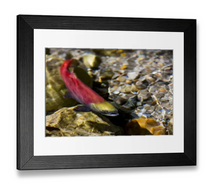 Framed Print : Kokanee salmon heading upstream in spawning grounds in British Columbia, Canada Framed Print : Kokanee salmon heading upstream in spawning grounds in British Columbia, Canada