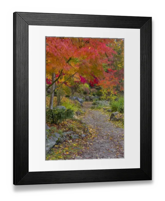 Framed Print : Pathway leads to park bench in autumn at Japanese Gardens in Nelson, British Columbia Framed Print : Pathway leads to park bench in autumn at Japanese Gardens in Nelson, British Columbia
