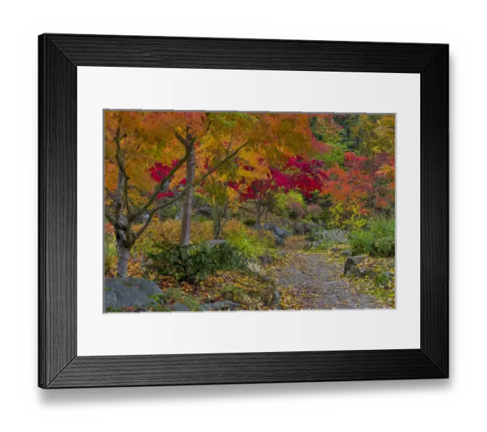 Framed Print : Pathway leads to park bench in autumn at Japanese Gardens in Nelson, British Columbia