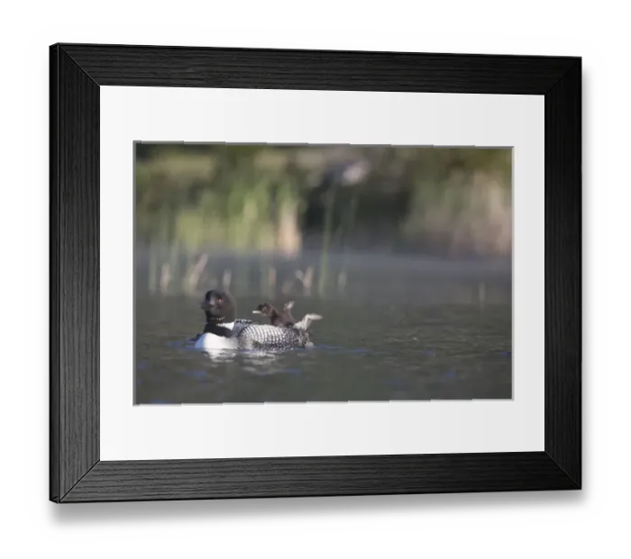 Framed Print : Canada, British Columbia. Adult Common Loon (Gavia immer) floats with a chick Framed Print : Canada, British Columbia. Adult Common Loon (Gavia immer) floats with a chick