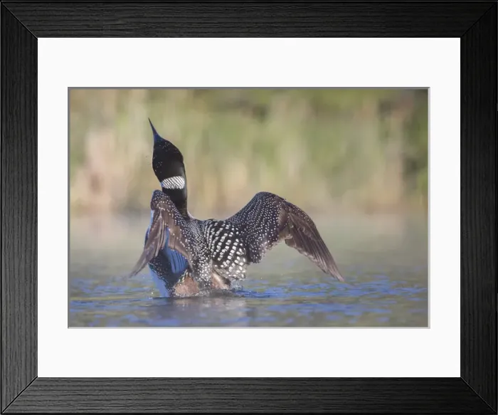 Framed Print : Canada, British Columbia. Adult Common Loon (Gavia immer) in breeding plumage flaps Framed Print : Canada, British Columbia. Adult Common Loon (Gavia immer) in breeding plumage flaps