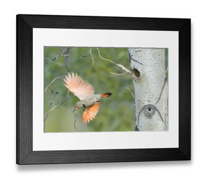 Framed Print : Canada, British Columbia. Adult male Northern Flicker (Colaptes auratus) flies Framed Print : Canada, British Columbia. Adult male Northern Flicker (Colaptes auratus) flies