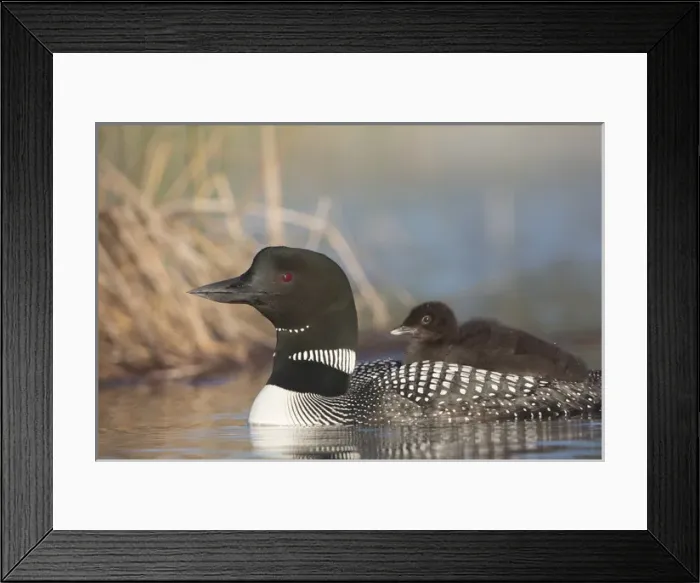 Framed Print : Canada, British Columbia. Adult Common Loon (Gavia immer) floats with a chick